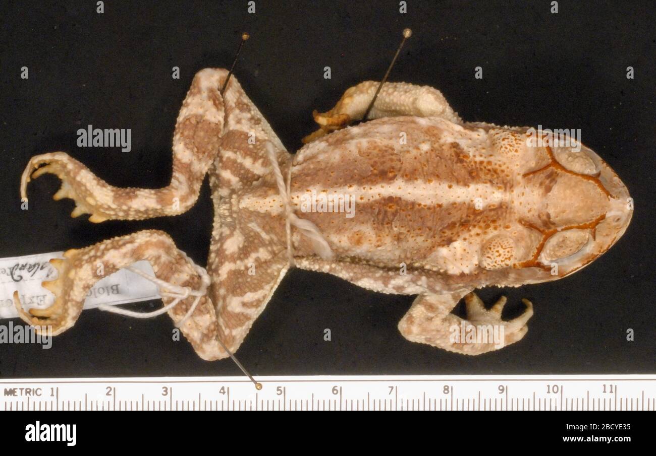 Incilius Nebulifer. Okt 20181 Incilius Nebulifer Stockfoto