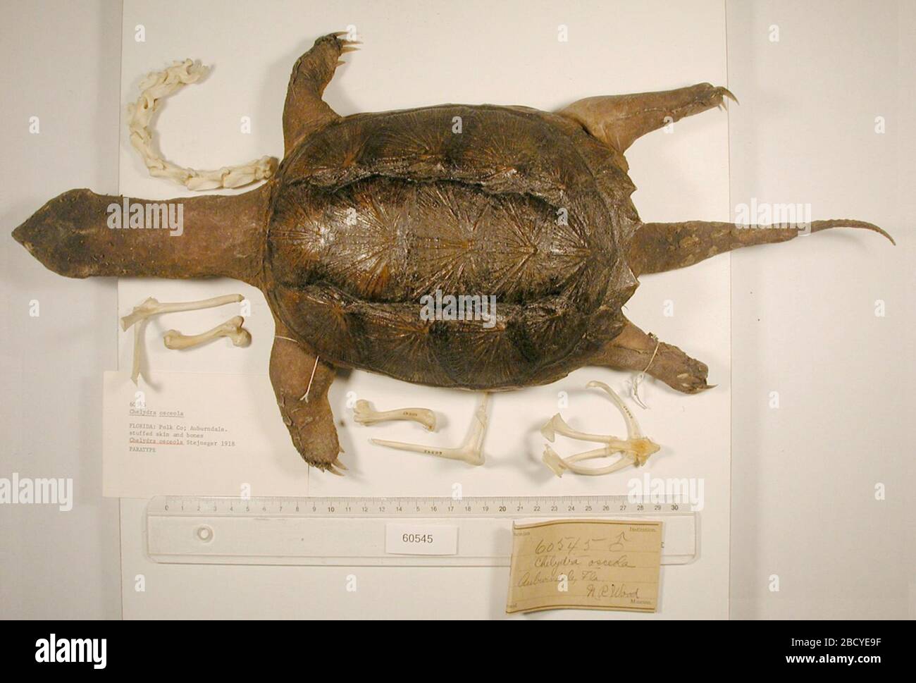 Chelydra serpentina osceola. Okt 20181 Chelydra serpentina osceola Stockfoto