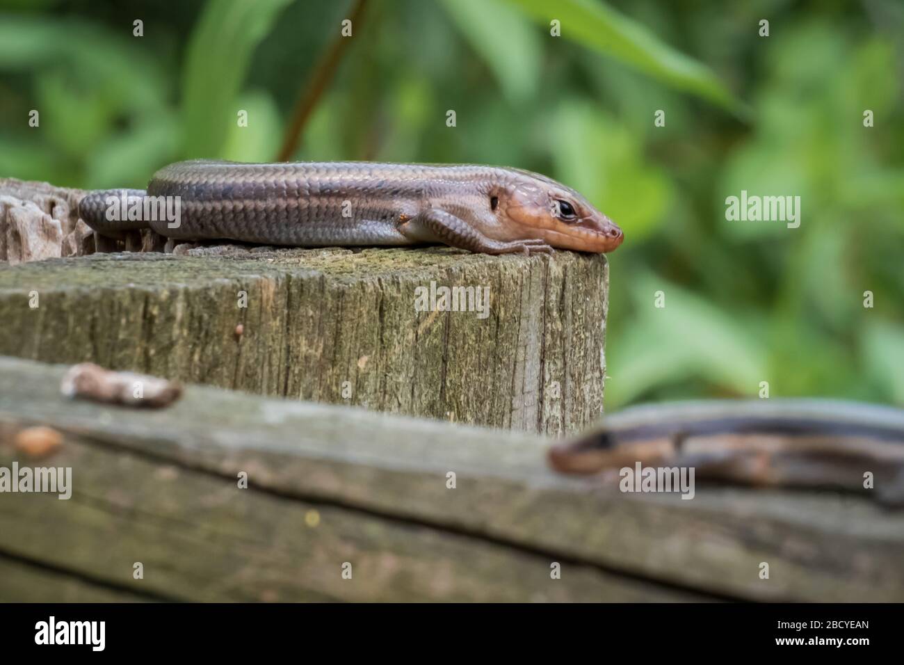 Auf einem alten Holzzaun ruhen ein paar fünfgefütterte Skinken. Raleigh, North Carolina. Stockfoto