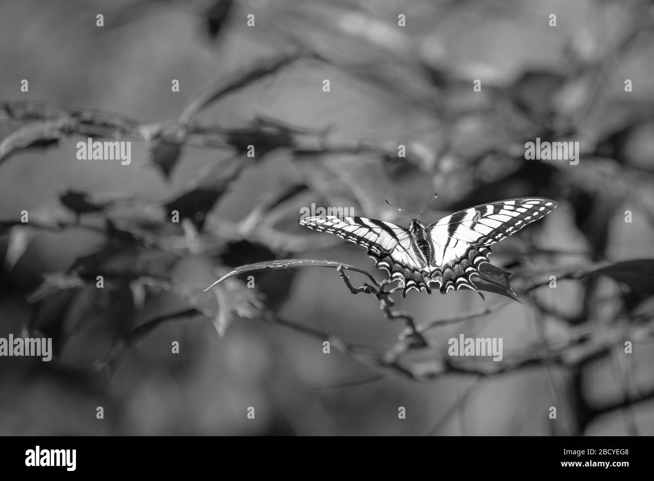 Schwarz-weiß von einem Schwalbenschwanz des östlichen Tigers schwand zart auf einem Blatt. Stockfoto