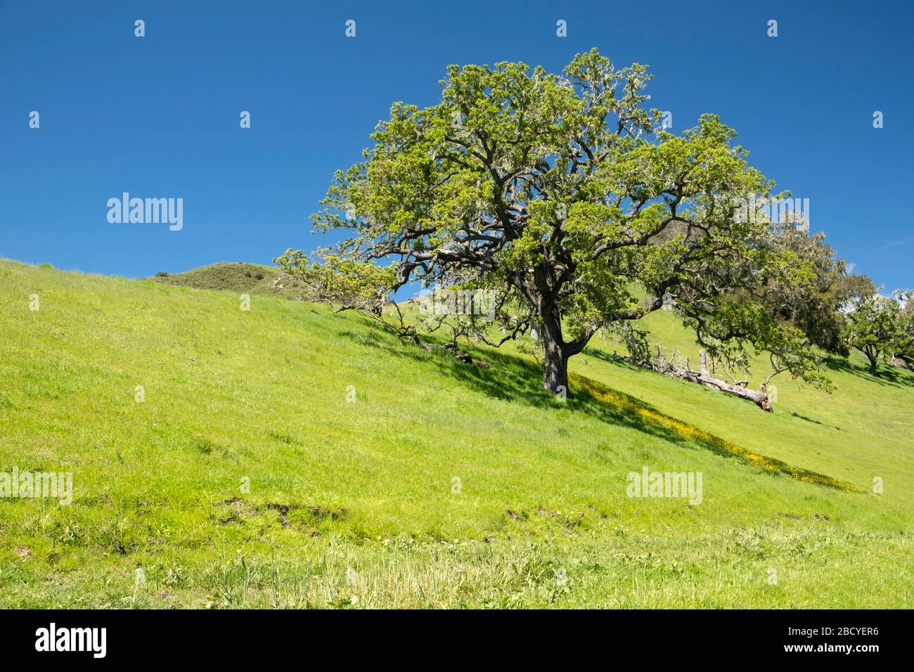 Einzelne einsame Eiche auf grünem Springhill in Santa Ynez Valley, Kalifornien Stockfoto