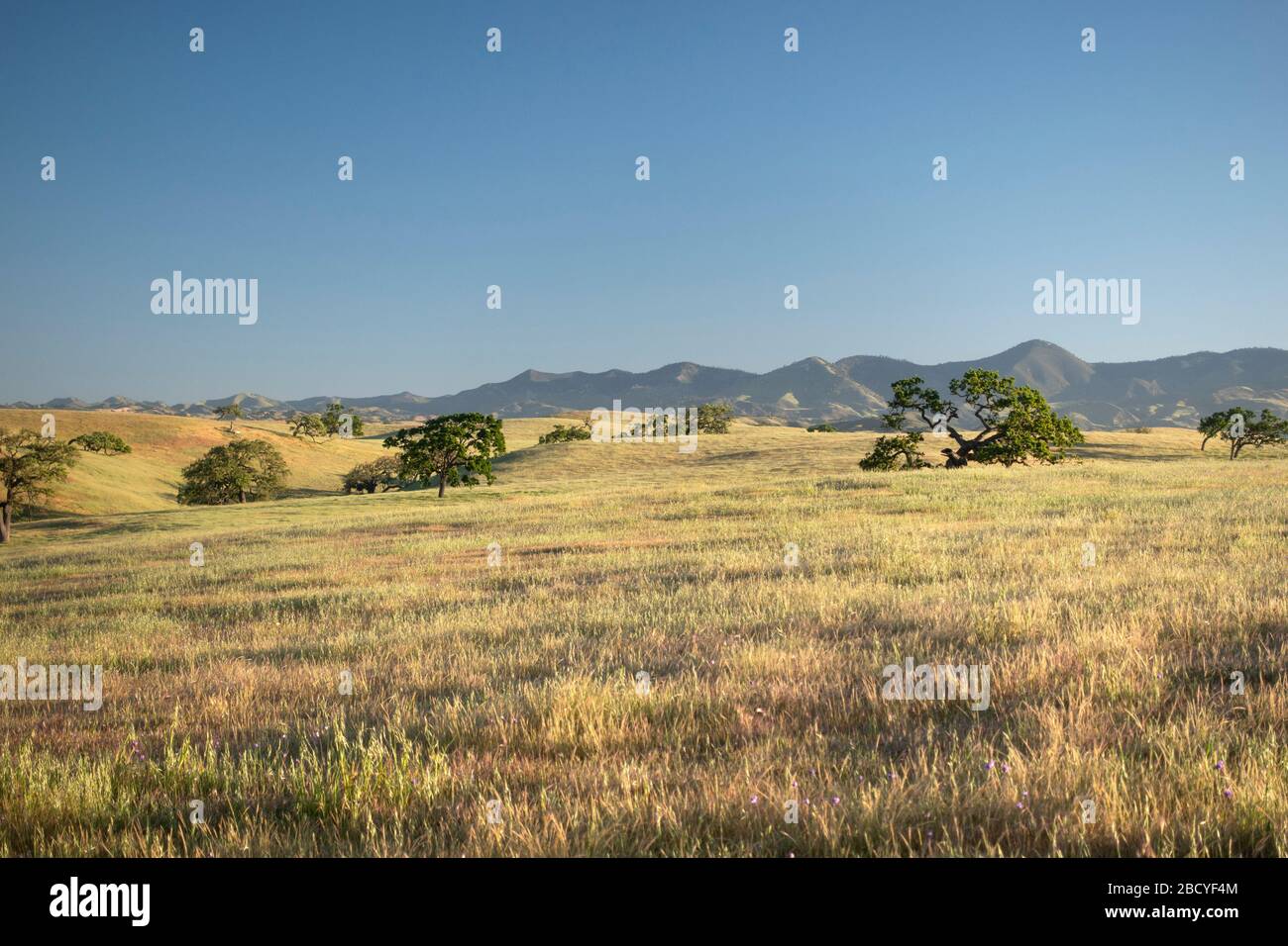 Pastoralszenen des Frühlings mit Eichen im Santa Ynez Valley in Kalifornien Stockfoto