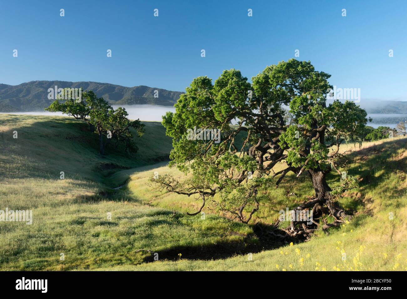 Kalifornische Küsteneichen auf einer Ranch im Weinanbaugebiet des Santa Ynez Valley in Santa Barbara County Stockfoto