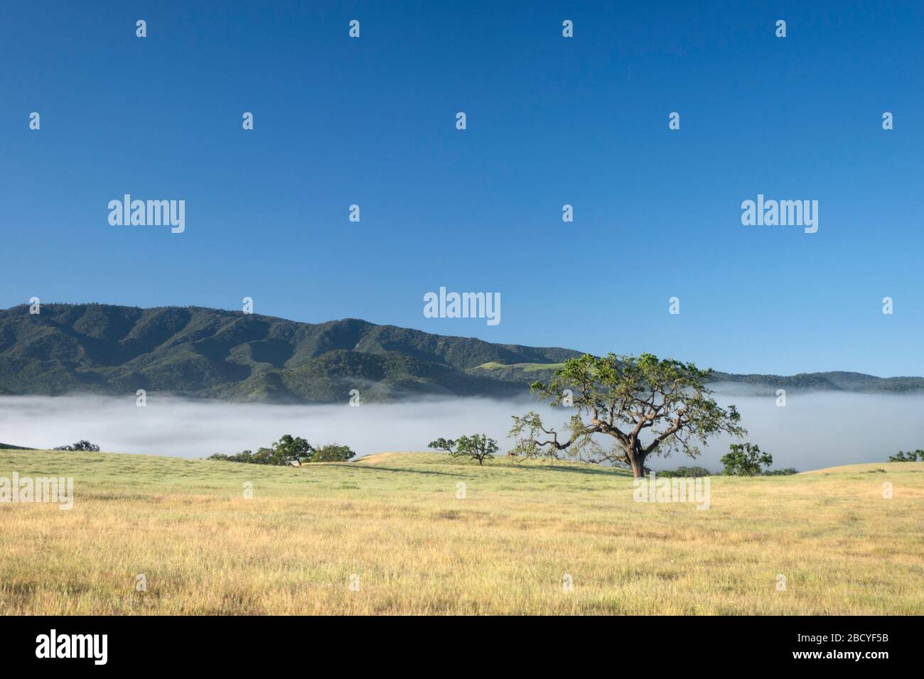 Einzelne Eiche unter blauem Himmel im Feld Stockfoto