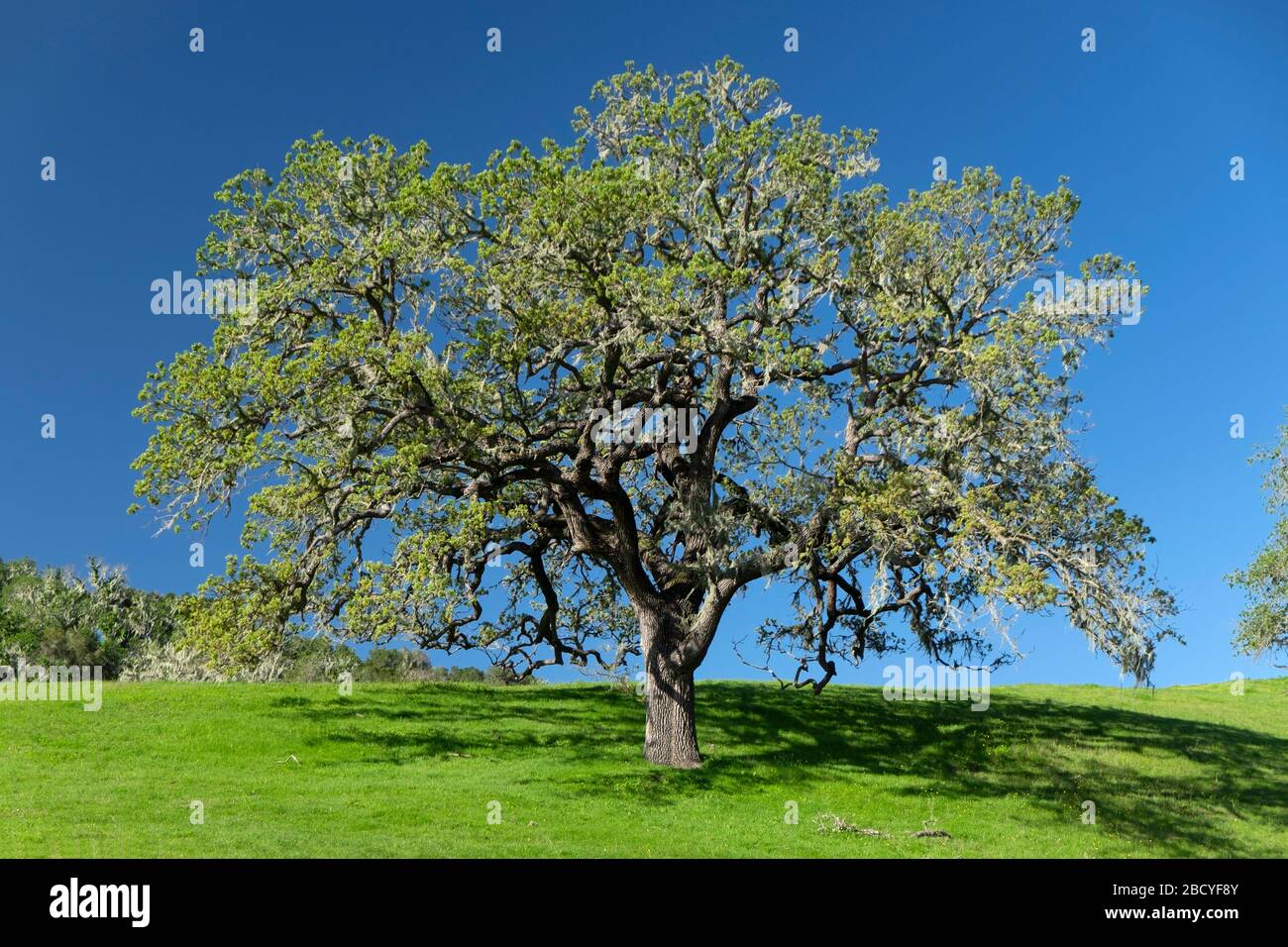 Einzelne isolierte Eiche auf grünem Hügel im Santa Ynez Valley von Kalifornien Stockfoto