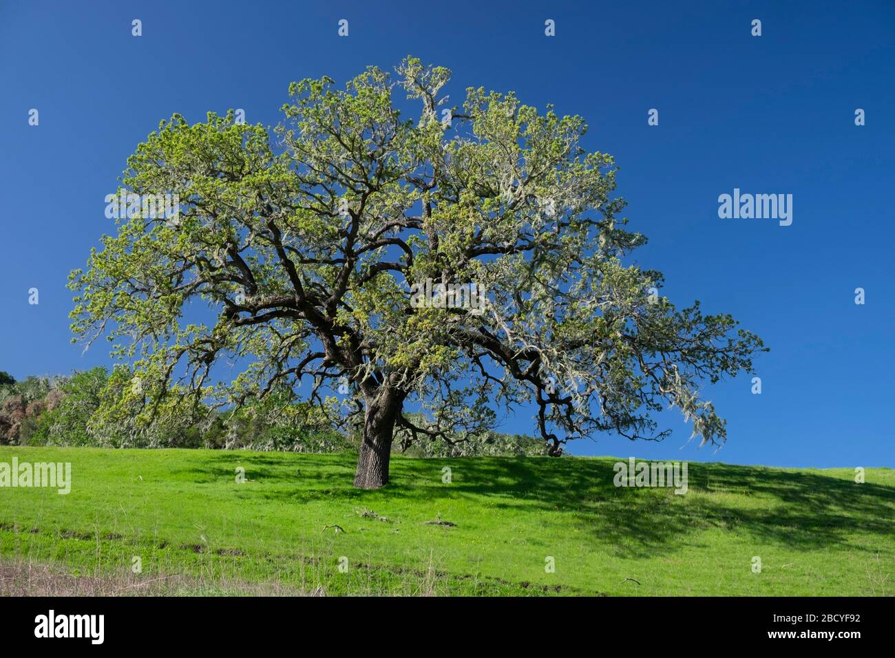 Einzelne isolierte Eiche auf grünem Hügel im Santa Ynez Valley von Kalifornien Stockfoto