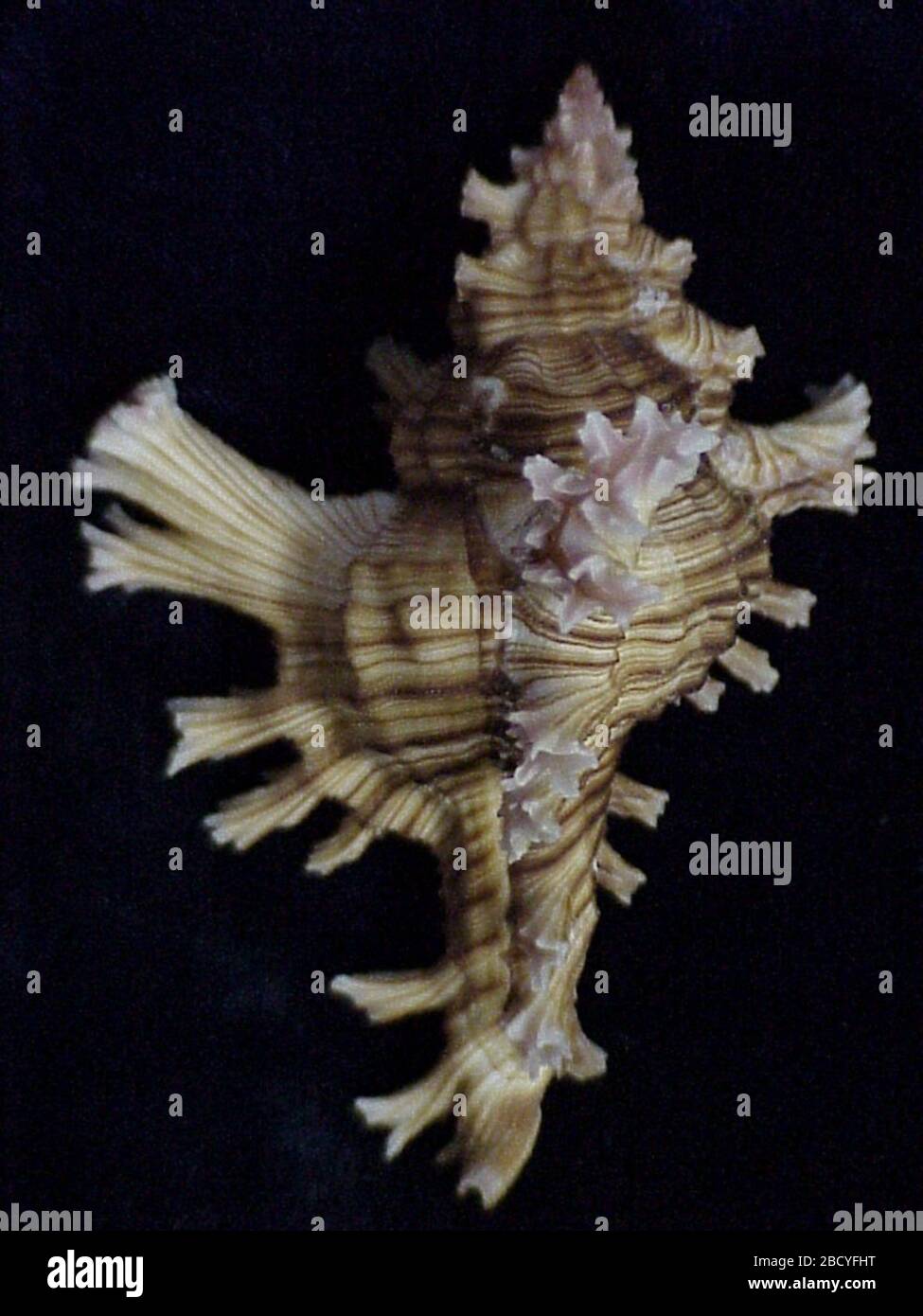 Chicoreus palmarosae. ID von Harasewych, M.G. 29. Mai 1990; Etikett gedruckt am 21.8.2007; Leihgabe # 2039354, Anzahl der Proben 2; Leihdatum 3/05/2007;30 Jan 20202 Chicoreus palmarosae Stockfoto