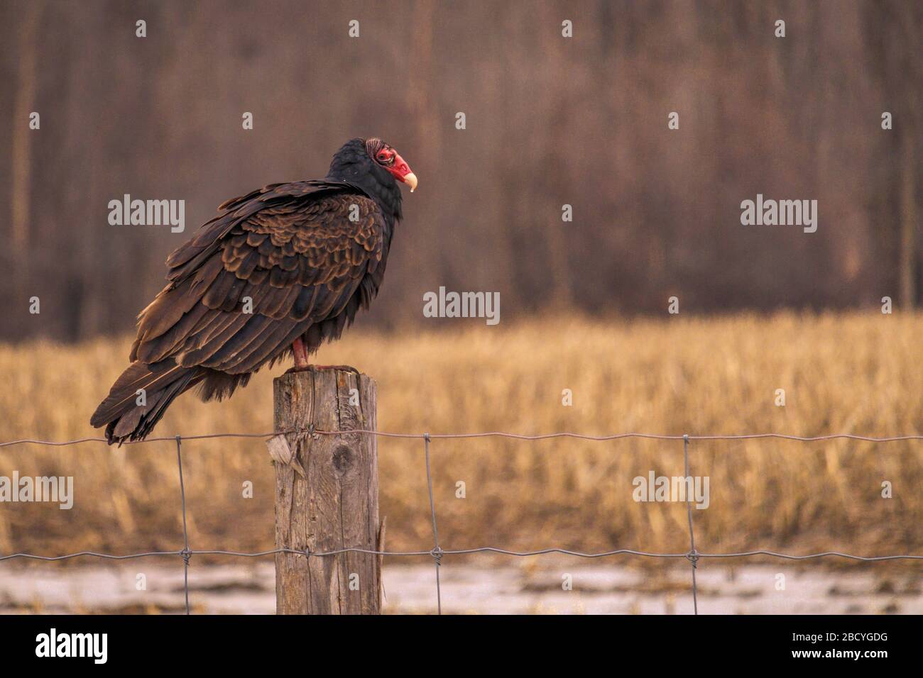 Ein wilder truthahngeier, ein schreckender Vogel in der Familie der Geier der neuen Welt, thront auf einem Holzfenposten vor einem Feld und Bäumen. Stockfoto