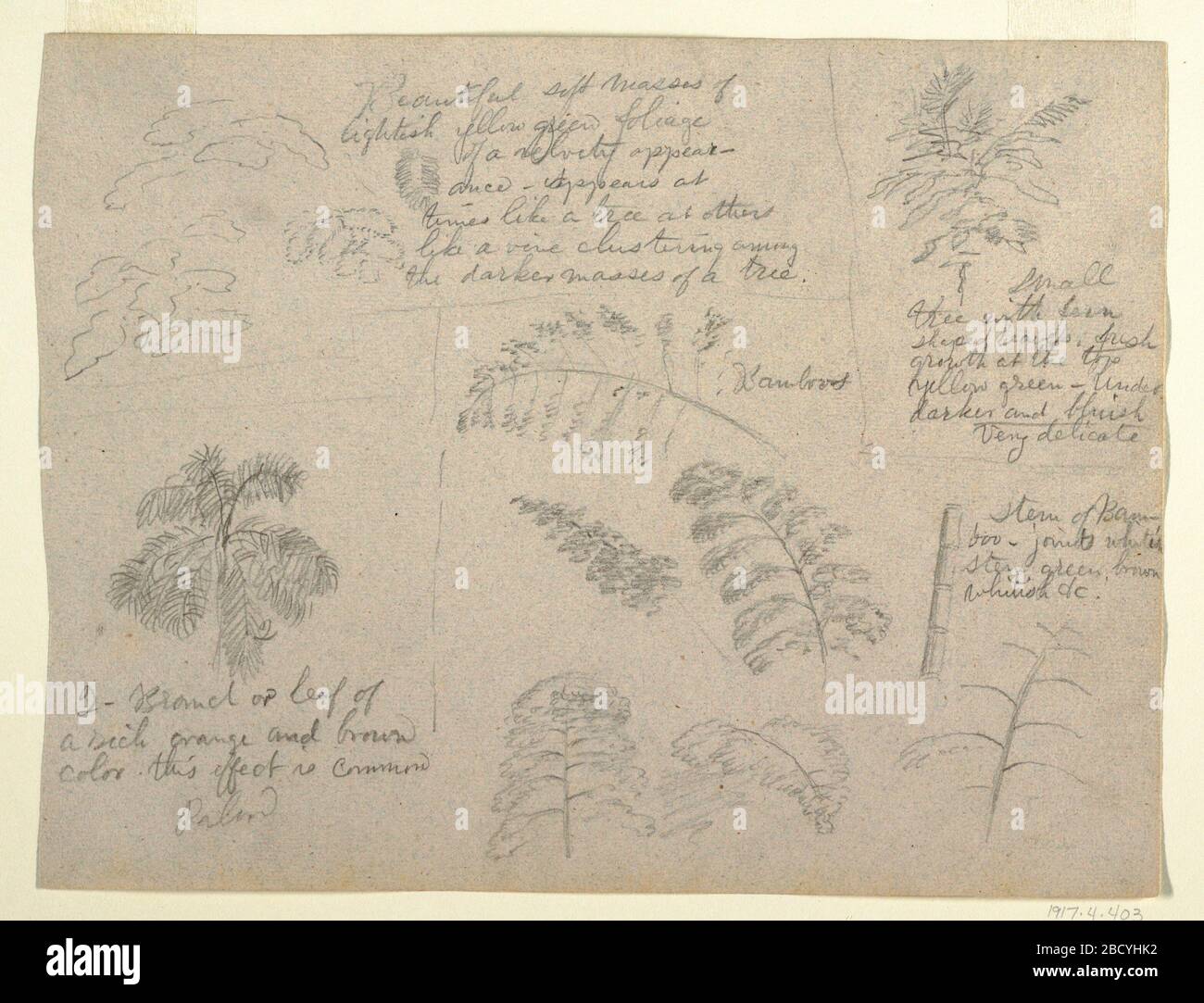 Botanische Studien aus dem Rio Magdalena Kolumbien. Forschung in ProgressTop links: Baumkronen; unten links: Palmenbaumkuppen; Zentral: Bambus; oben rechts: Baum oben; unten rechts: Ein Design und ein Stamm eines Bambus. Darunter ist eine Verzweigung dargestellt. Botanische Studien aus dem Rio Magdalena Kolumbien Stockfoto