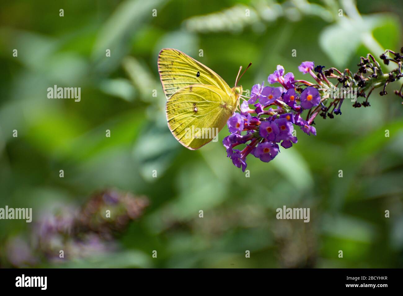 Gelber Moth-Schmetterling Stockfoto