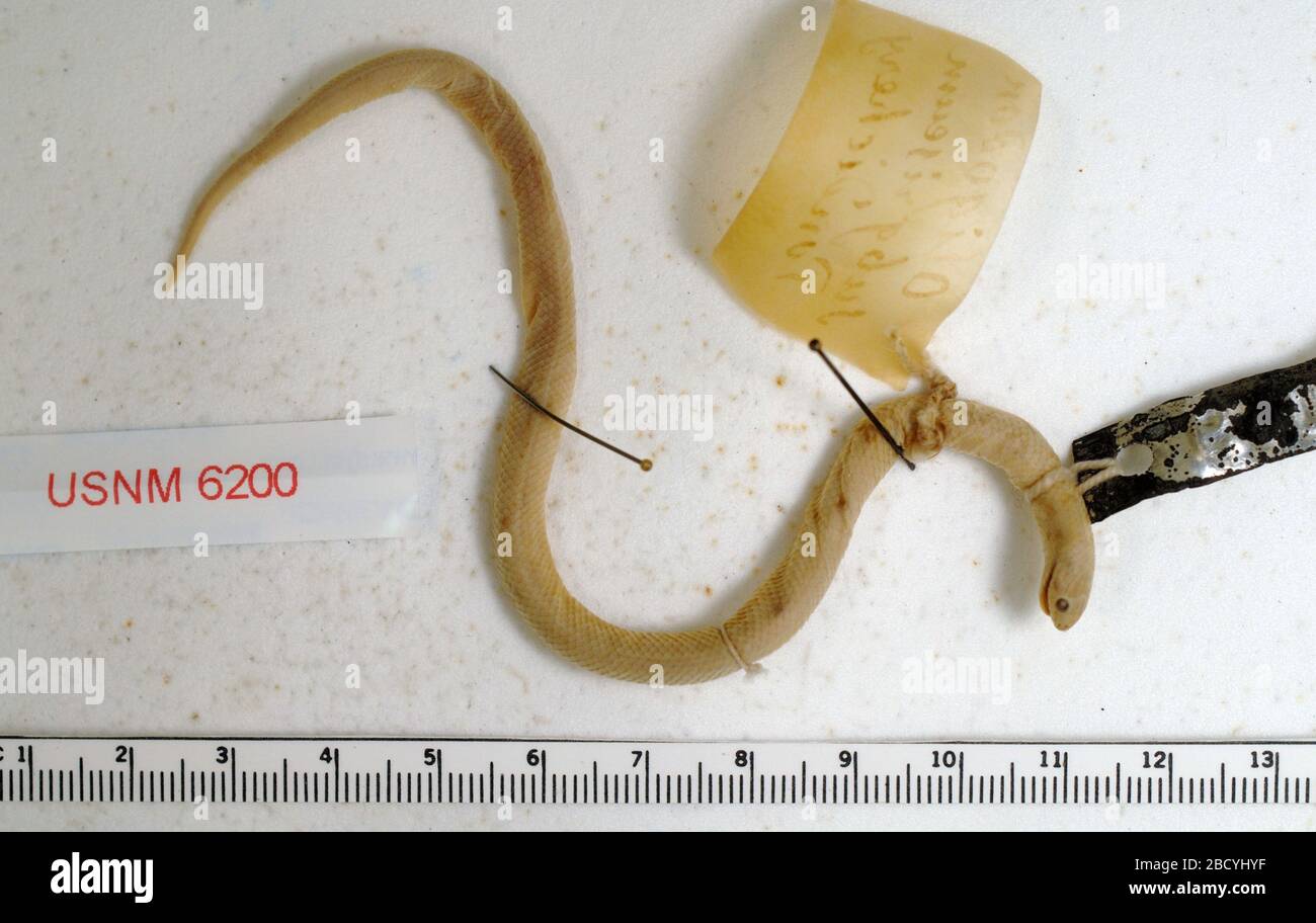 Oligodon taeniolatus Fotos und Bildmaterial in hoher Auflösung Alamy