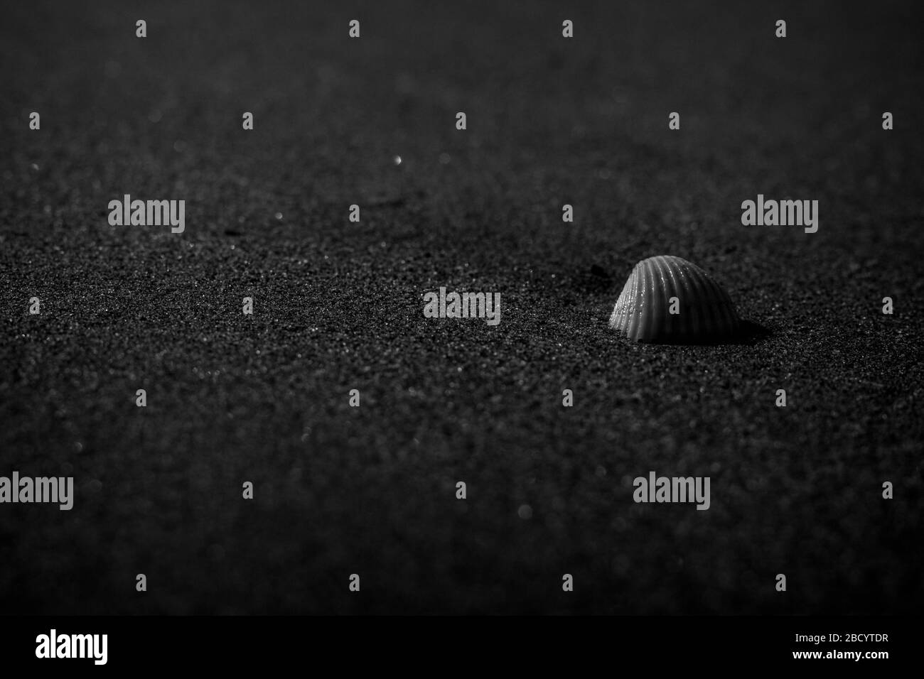 Silver Style Muscheln auf dem Strand Sand Stockfoto