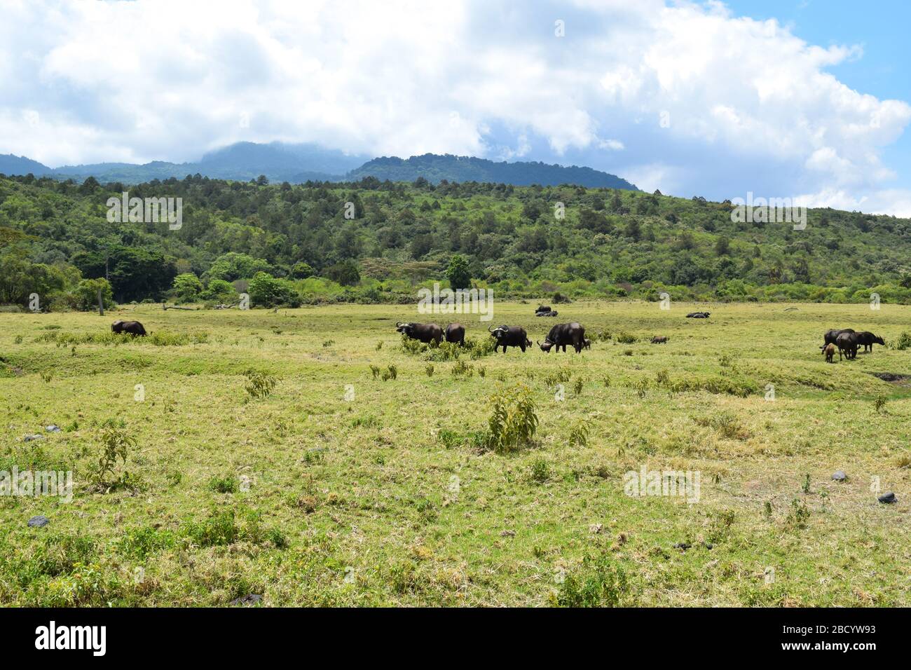 Büffel grasen in freier Wildbahn im Arusha Nationalpark, Tansania Stockfoto