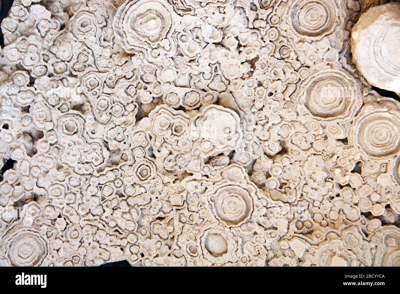 Versteinerte fossile Stromatolithe (Cyanobakterien, blaugrüne Algen) Stockfoto