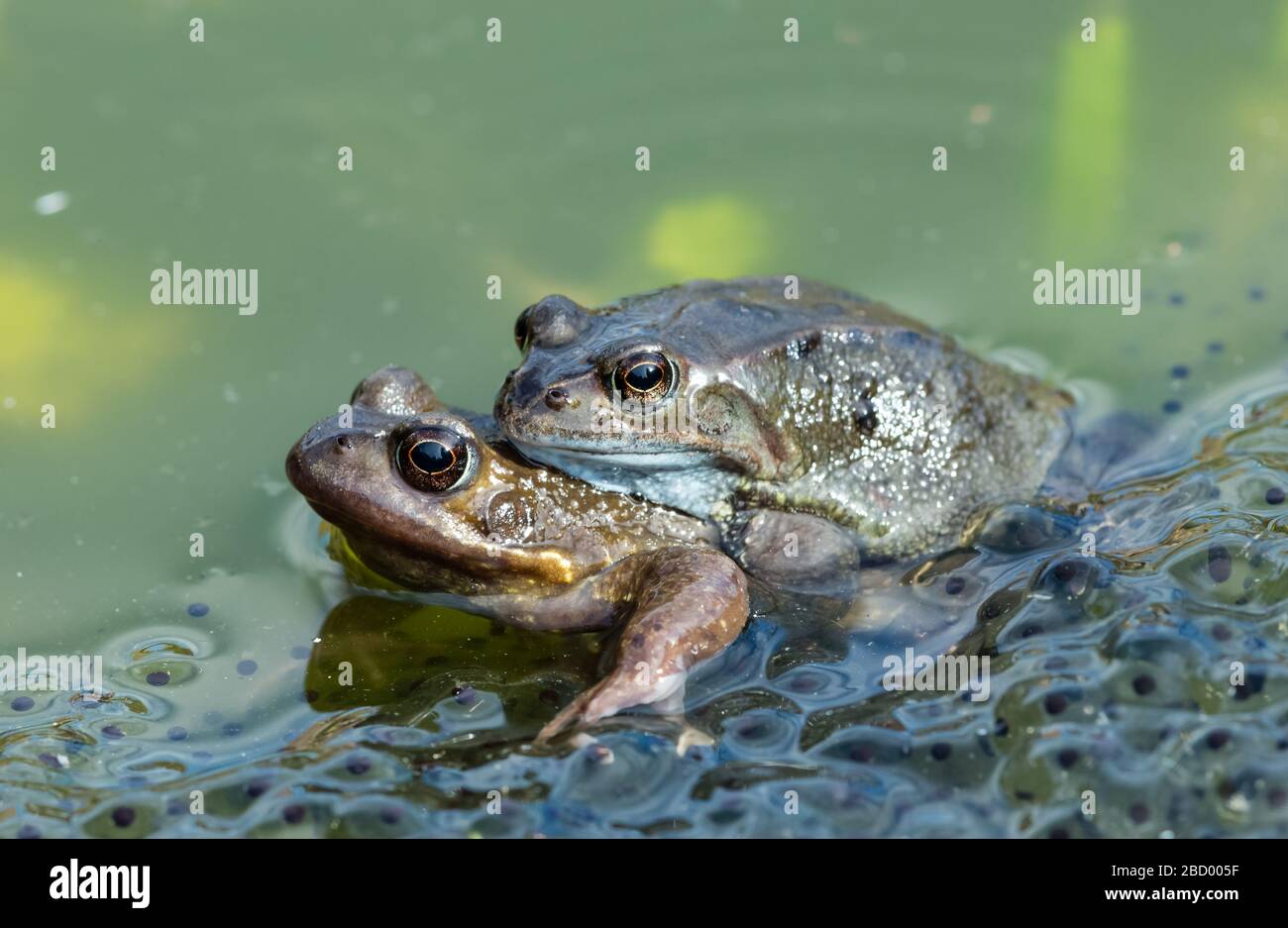 Frösche. Zwei häufig vorkommende Gartenfrösche (wissenschaftlicher Name: Rana Temporaria), die sich in einem Gartenteich, umgeben von Frogspawn, verpaaren. Erste Anzeichen des Frühlings. Nach links Stockfoto