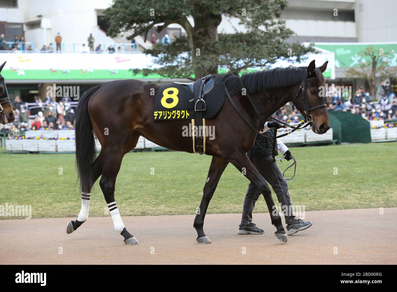 Kyoto, Japan. Februar 2020./Wagemutiger Tact Horse Racing: Kyoto 10R Elfin Stakes auf der Kyoto Racecourse in Kyoto, Japan. Gutschein: Eiichi Yamane/AFLO/Alamy Live News Stockfoto