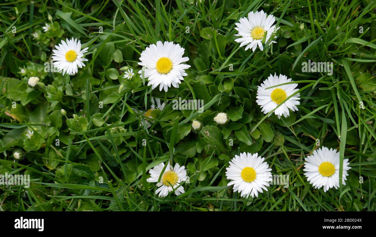 Gänseblümchen blüht an einem sonnigen Tag. Stockfoto