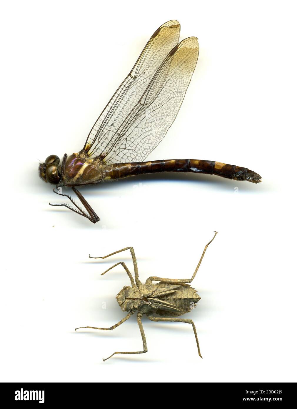 Macromia illinoiensis. Mai 20161 Macromia illinoiensis Stockfoto