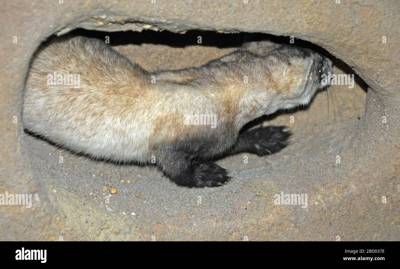 Mustela nigripes. August 20141 Mustela nigripes Stockfoto