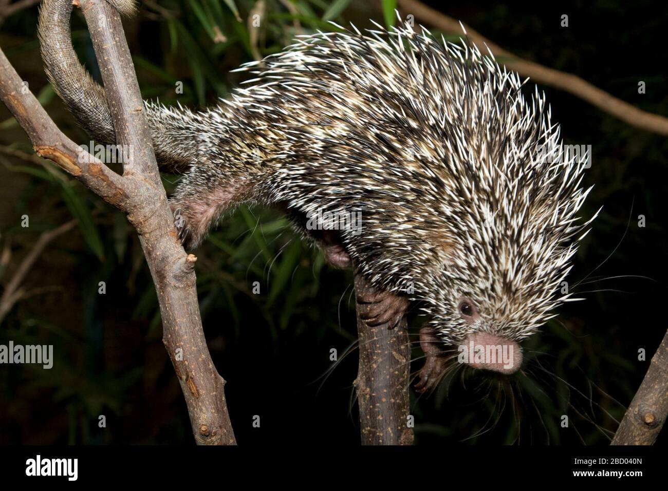 Prehensiletailed Porcupine. Jung, Baby, Spezies: Prehensilis,Genus: Coendou,Familie: Erethizontidae,Ordnung: Rodentia,Klasse: Mammalia,Phylum: Chordata,Königreich: Animalia,Nagetier,Prehensile-tailed Cupine,Porcupine,SMH,kleines brasilianisches Säugetierhaus,Portailed Porcupine Stockfoto