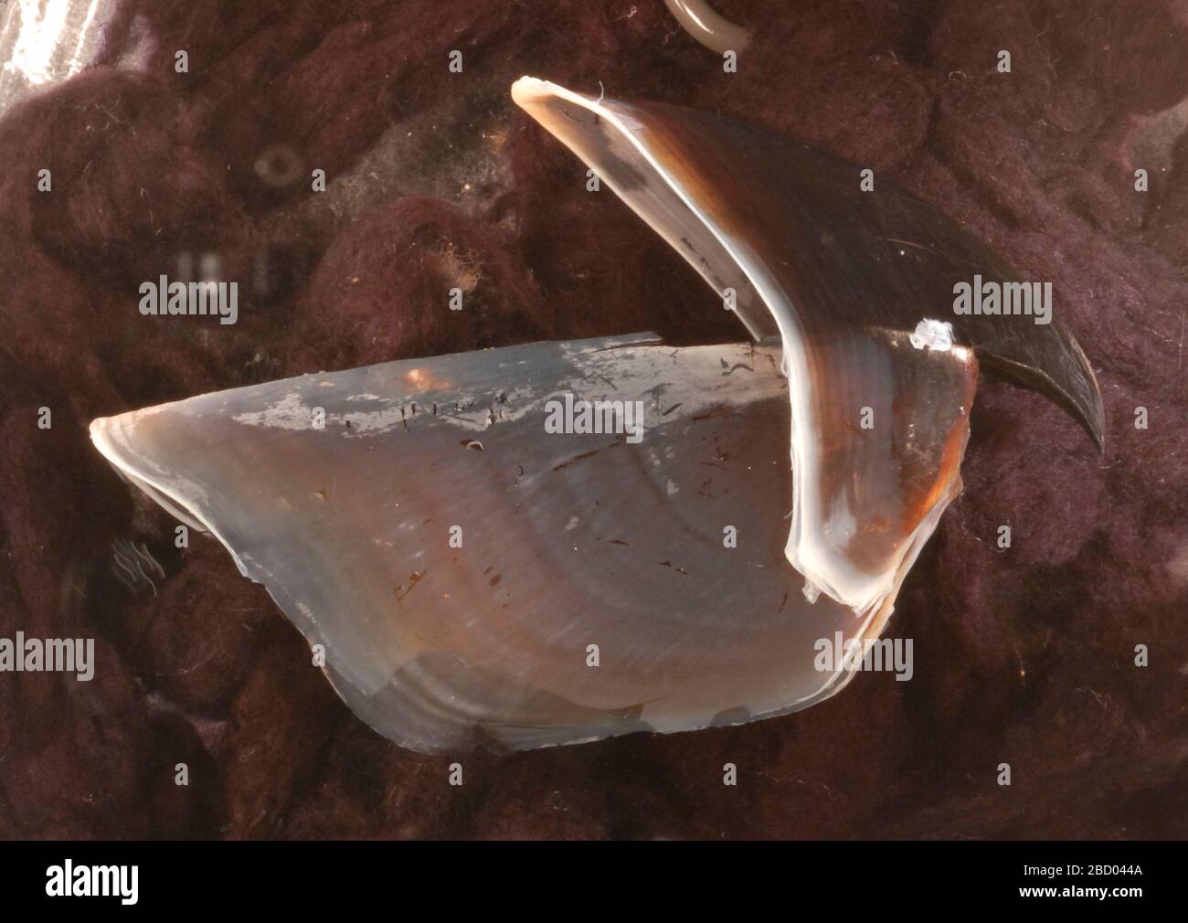 Architeuthis dux Fotos und Bildmaterial in hoher Auflösung Alamy