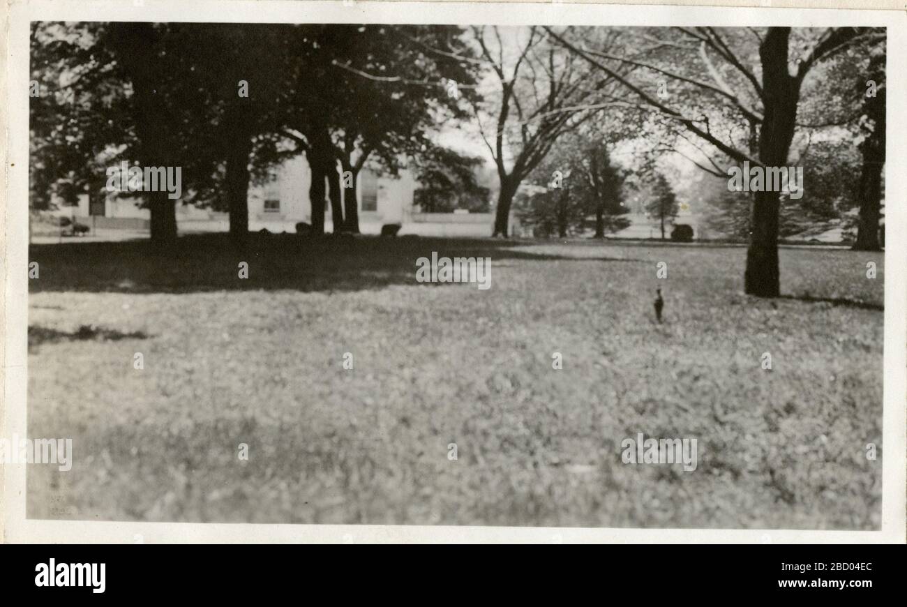 Präsident Wilsons Schaf im Weißen Haus. Während des ersten Weltkriegs hielten Woodrow und Edith Wilson eine Schar auf dem Gelände des Weißen Hauses, um Kosten zu sparen, um das Gras zu schneiden. Die Wolle wurde auch versteigert, um Geld für das Red Cross zu sammeln.Smithsonian Institution Archives, Record Unit 7355, Martin A. President Wilsons Sheep im Weißen Haus Stockfoto