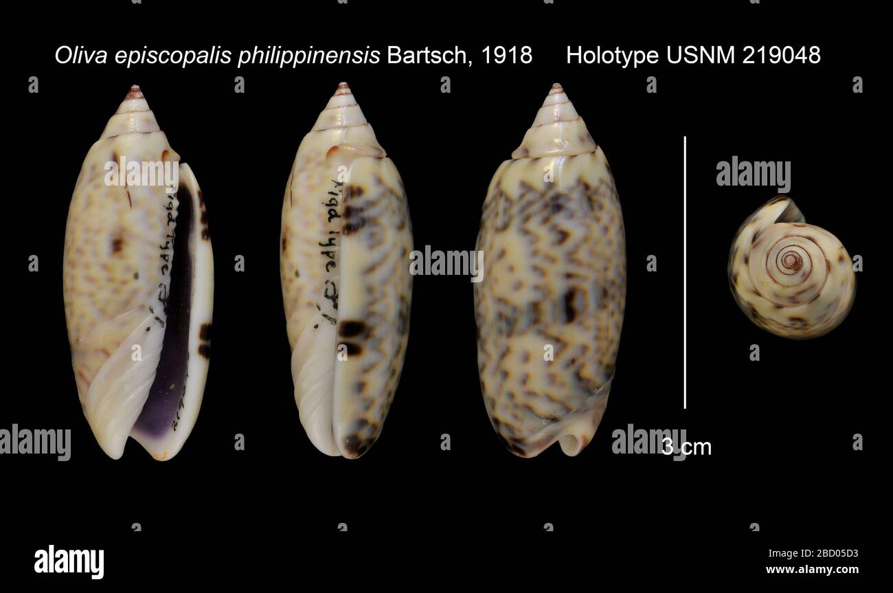 Oliva episcopalis philippinensis. Januar 20161 Stockfoto