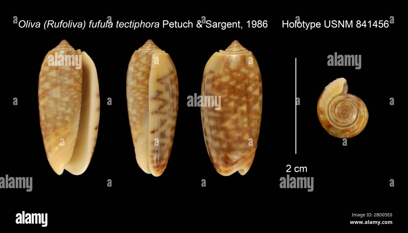 Oliva Rufoliva rufula tectiphora. Januar 20161 Stockfoto