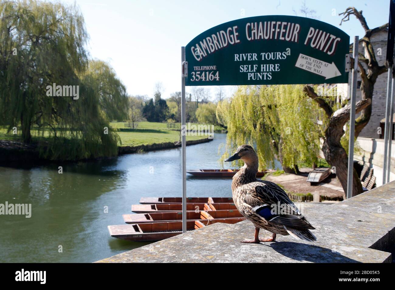 Eine Ente sitzt allein mit Blick auf die leeren Schläge auf dem River Cam in Cambridge Stockfoto