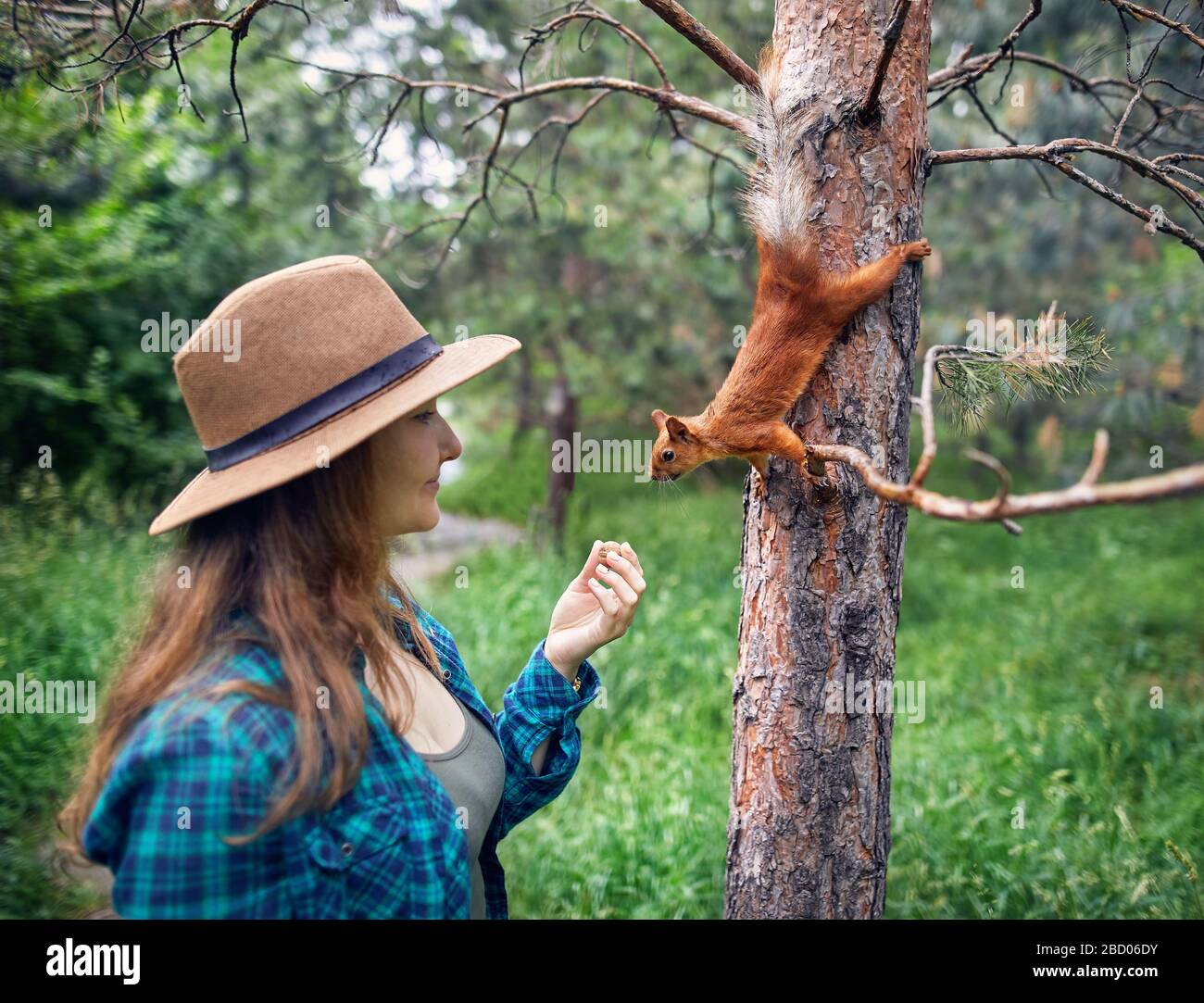 Junge Frau mit Hut mit langen Haaren füttern Eichhörnchen in einem Pinienwald Stockfoto