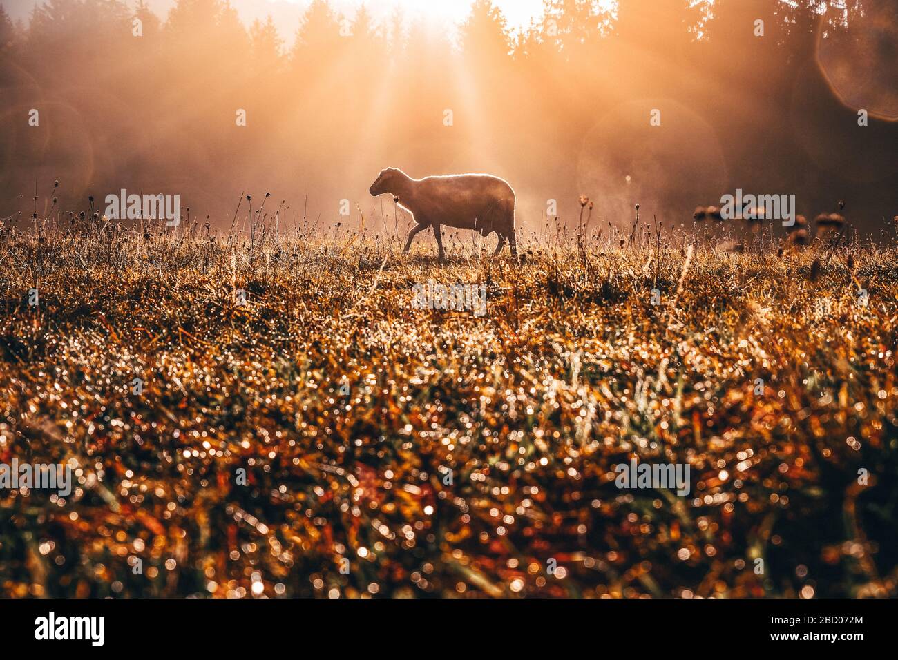 Verlorenes Schaf auf der Herbstweide. Konzeptfoto für Bibeltext über Jesus als Schaffner, der sich um verlorene Schafe kümmert Stockfoto