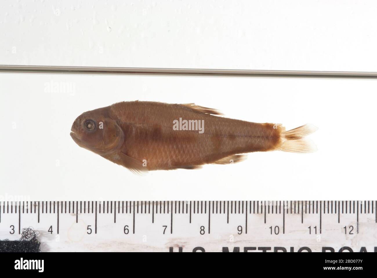 Codoma ornata Girard. 2 Alch. SPECS; Pharyngealknochen #2691, 1 Paar Bögen; ursprünglich 4 Exemplare, 1 gegen MNHN ausgetauscht (Kat. # 403)Pharyngeale Zähne, 1 Bogen, in Osteo Typ CollectionPharyngeal Kiefer; 2 Stücke in Osteo Type Collection aufbewahrt.26. Sep 20193 Codoma ornata Girard Stockfoto