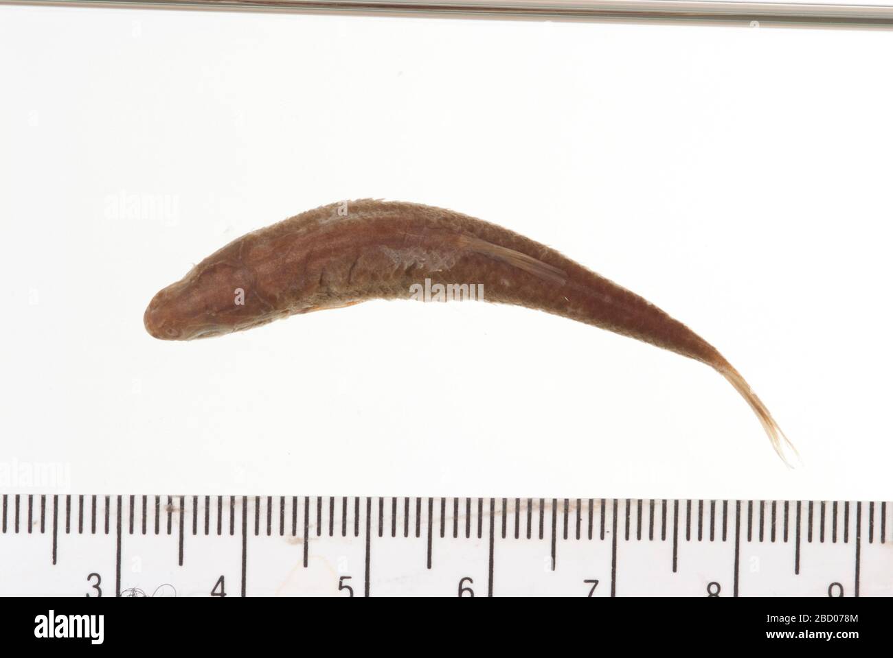 Dionda episcopa. 2 Pharyngeale in der Osteo-Sammlung. Alkoholproben in Behälters Lagerung. Früher Säugetiere Katalognummer 2658. Typstatus bestätigt von C. R. Gilbert, 1985.Pharyngeal Teeth, 2 Bögen, in Osteo Type CollectionPharyngeal Jaw; 2 Stücke gespeichert in Osteo Type Collection.11 Apr 201715 Dionda episcopa Stockfoto