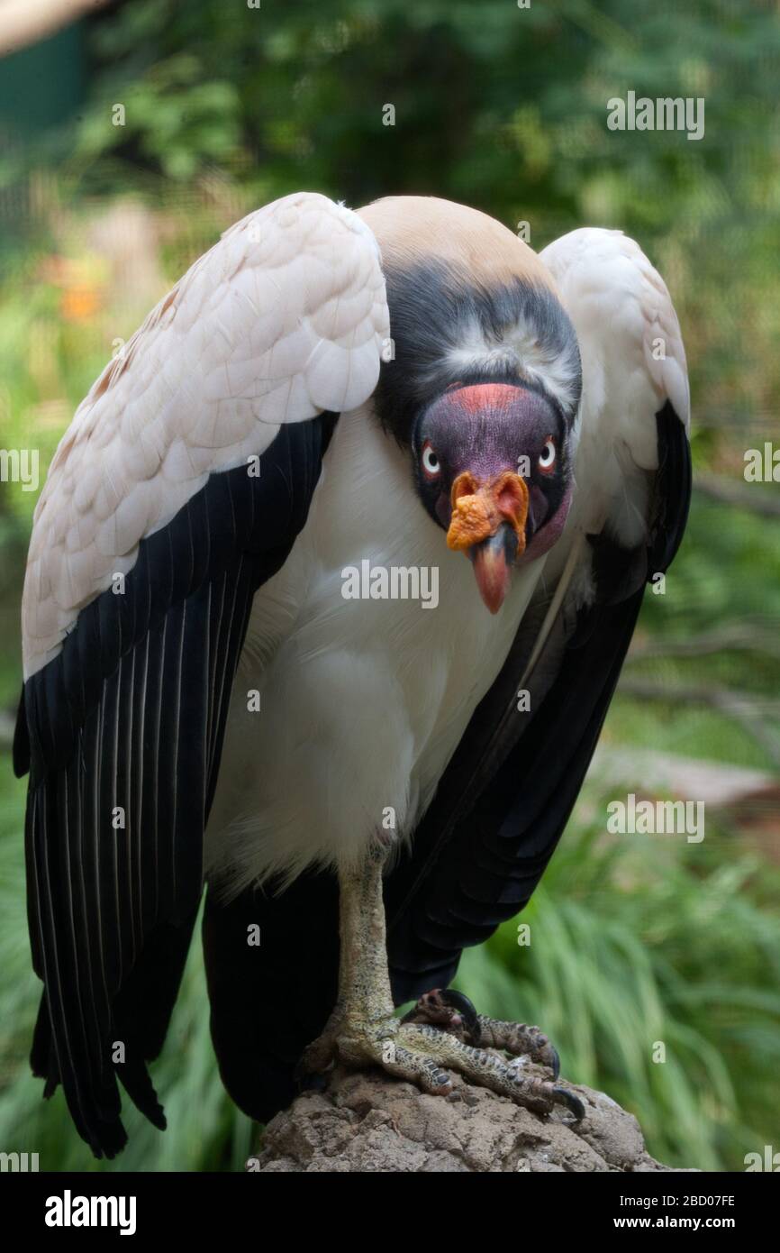 Konig Geier Arten Papa Gattung Sarcoramphus Familie Cathartidae Ordnung Falconiformes Klasse Aves Phylum Chordata Konigreich Animalia Weiblich Vogel Geier Greifvogel Vertikaler Konig Geier Stockfotografie Alamy