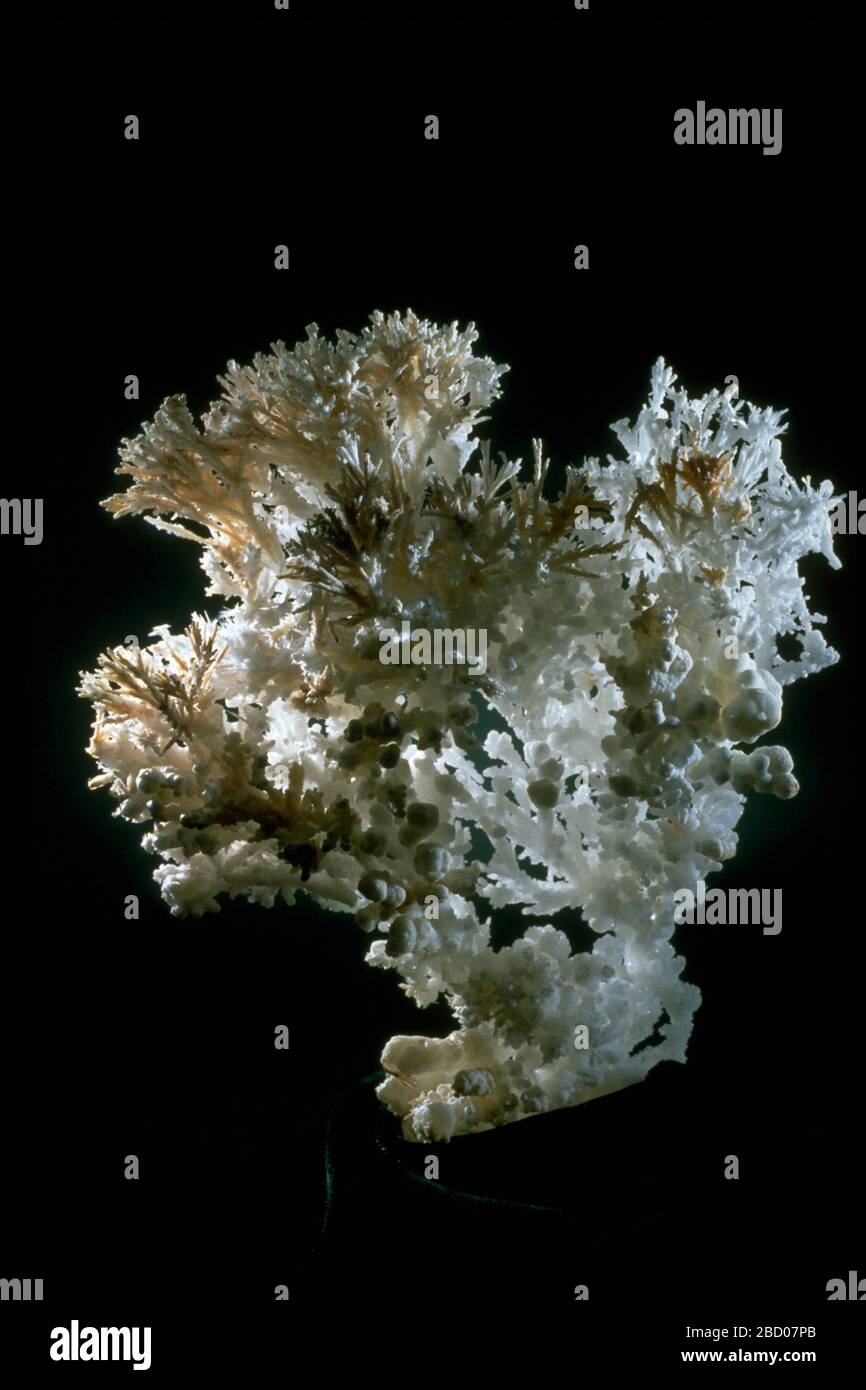 Foto von Aragonit (R12457) aus der nationalen Mineralsammlung Aragonit var Flos Ferri Stockfoto