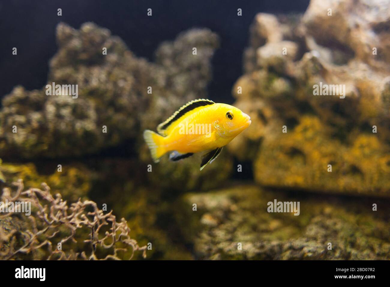 Elektrisch gelber Cichlid Fisch im Aquarium Nahaufnahme. Stockfoto