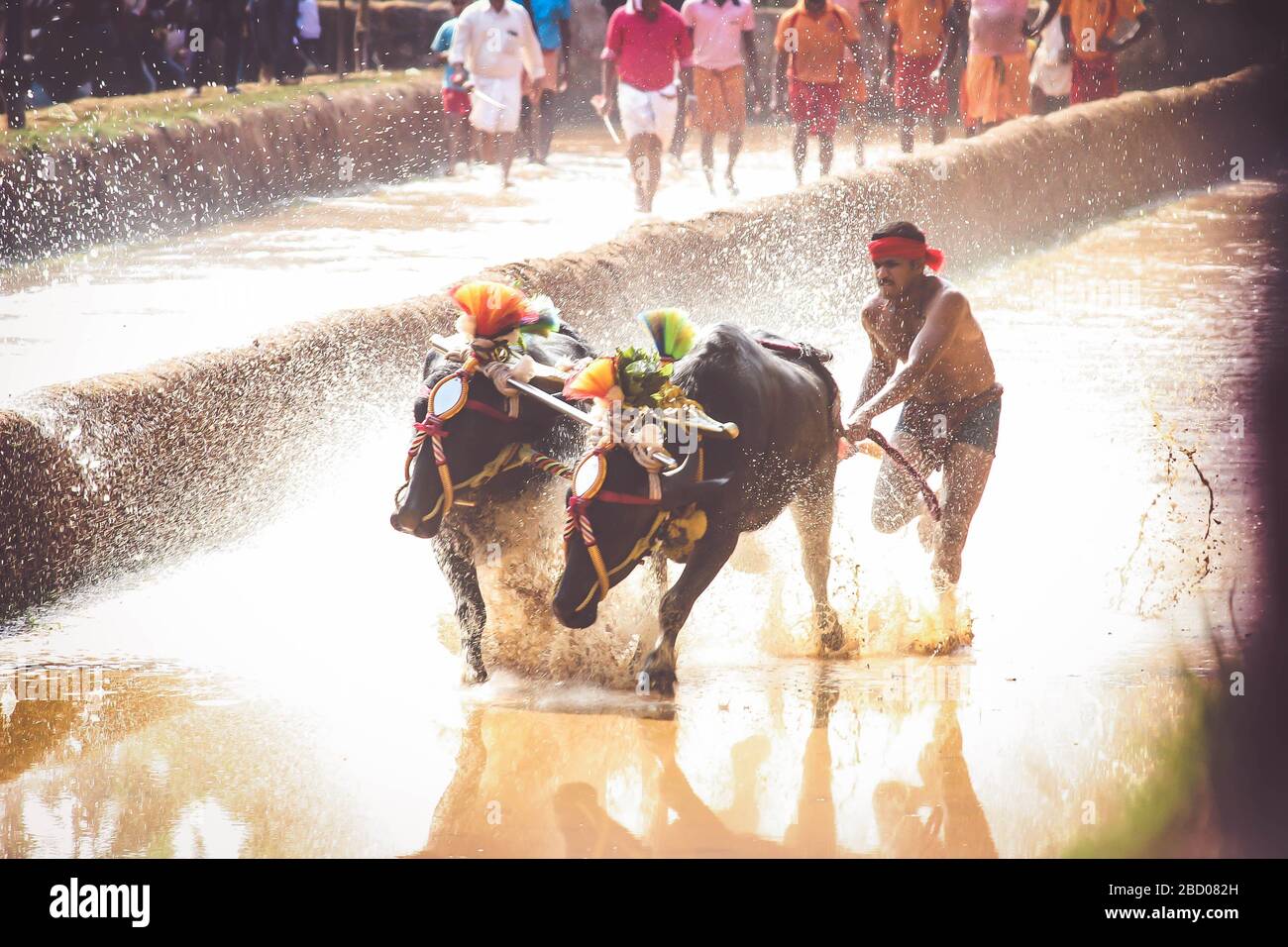 Kambala ist ein ländlicher indischer Sport Stockfoto