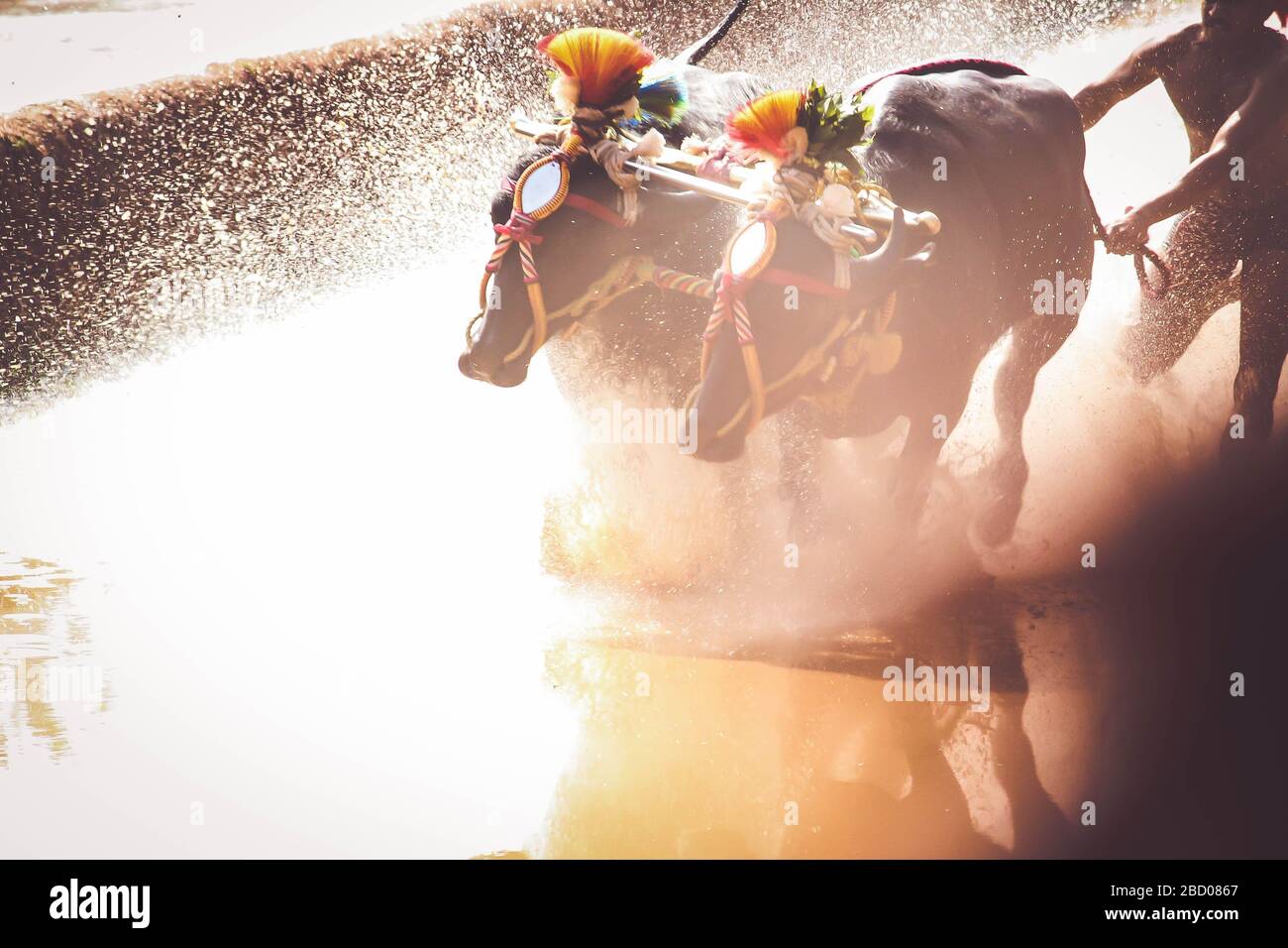 Kambala ist ein ländlicher indischer Sport Stockfoto