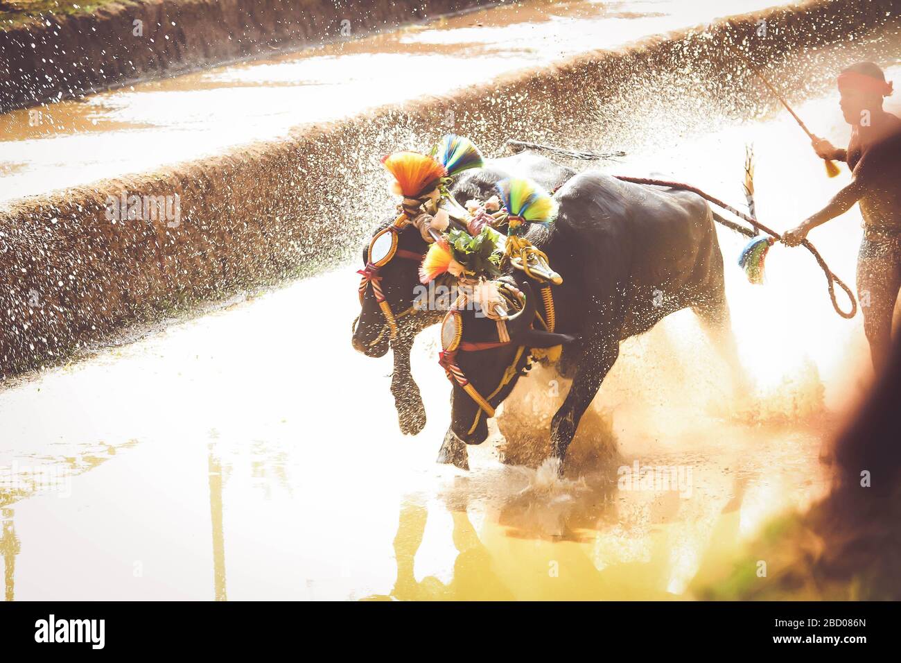 Kambala ist ein ländlicher indischer Sport Stockfoto