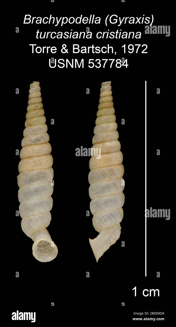 Brachypodella Gyraxis turcasiana cristiana. Januar 20161 Brachypodella Gyraxis turcasiana cristiano Stockfoto