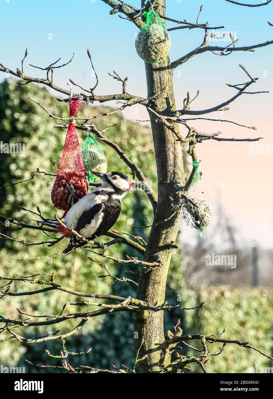 Großer gefleckter Specht hängt in einer kahlen Buche und isst Erdnüsse aus einem Vogelzufuhrnetz an einem schönen Morgen in einem belgischen formalen Garten. Männlicher Vogel. Stockfoto