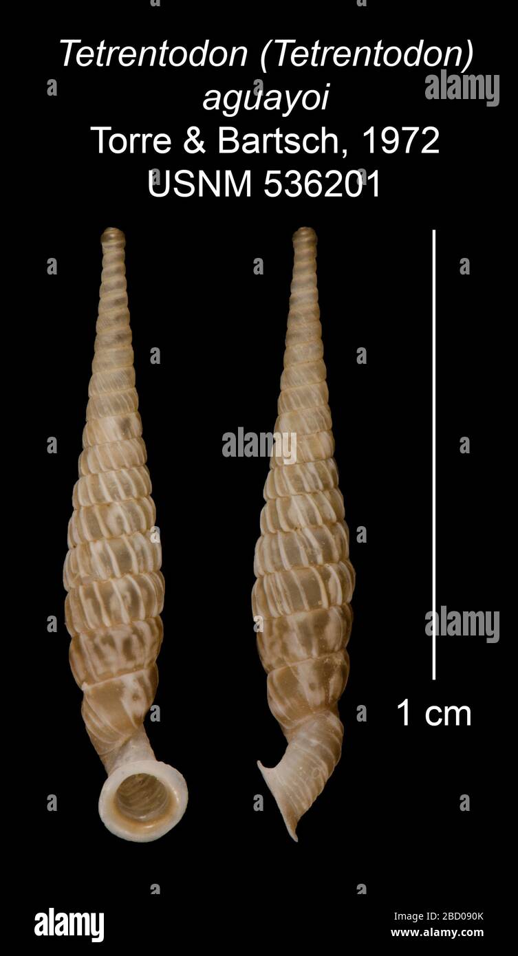 Tetrentodon Tetrentodon aguayoi. 536201 im Torre Bartsch Manuskript von 1943 27 Okt 20161 Tetrentodon Tetrentodon aguayoi nicht ausdrücklich als Typ angegeben Stockfoto