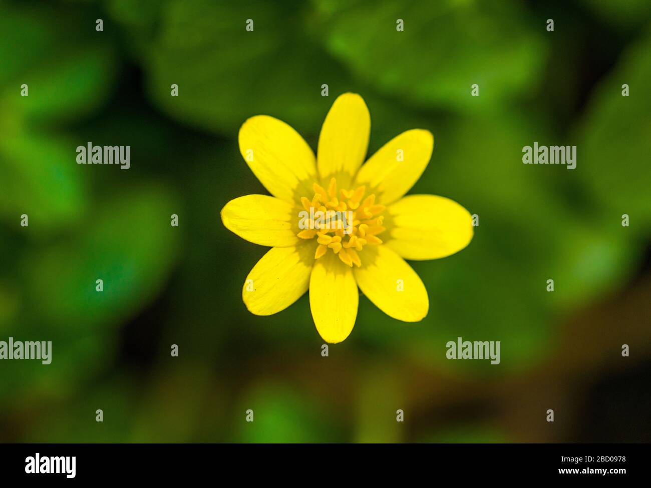 Schmetterlingsblume Nahaufnahme - in einem Wald Anfang April. Frühling oder Frühling Stockfoto