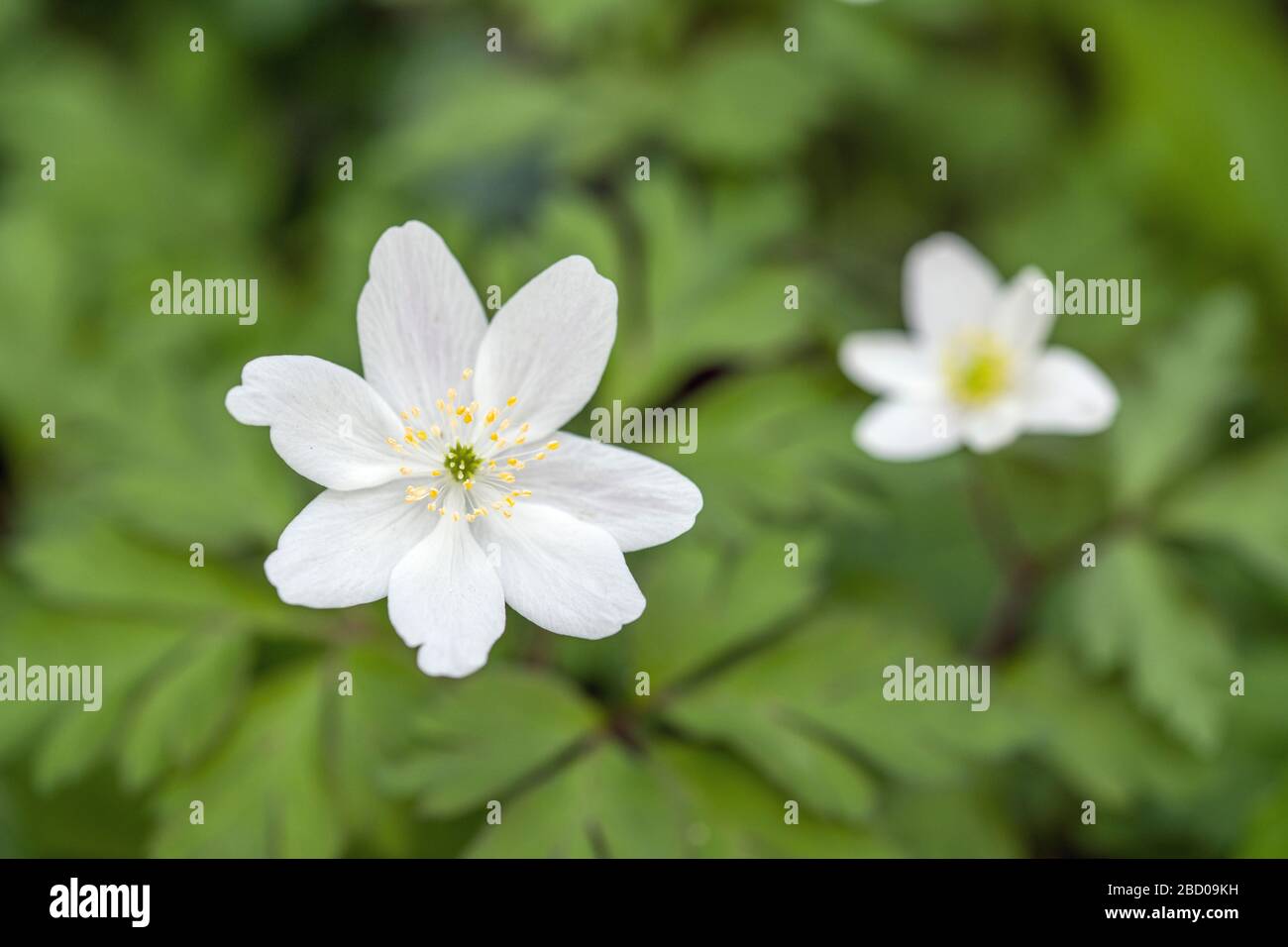 Anemone aus Holz in einem nahe gelegenen Wald Anfang April, Frühling Stockfoto