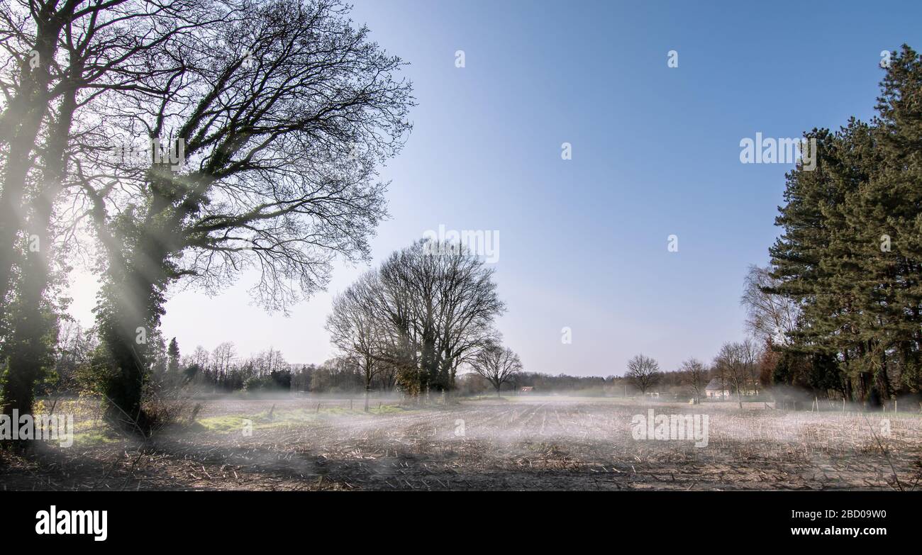 Morgenlandschaft mit Silhouettenbäumen auf belgischer Wiese mit Nebel und Sonne. Panorama. Stockfoto