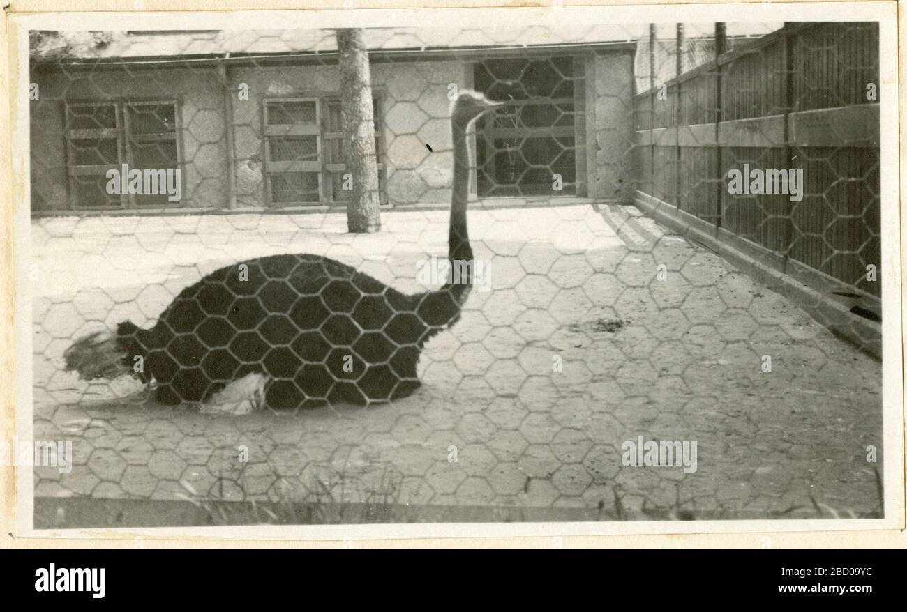 Blick auf den Zoologischen Nationalpark in Washington DC, der Ostrich zeigt. Smithsonian Institution Archives, Record Unit 7355, Martin A. Gruber Photography Collection, Image No. SIA Abo 2391Smithsonian Institution Archives, Capital Gallery, Suite 3000, MRC 507; 600 Maryland Avenue, SW; Washington, DC 20024-2520 Ansichten des National Zoological Park in Washington DC mit Ostrich Stockfoto