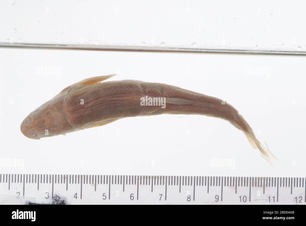 Leucosomus dissimilis. Pharyngealknochen #2733 3 Bögen, 2 Alch. Specs. Typstatus bestätigt durch c. R. gilbert, 1985. 002 Exemplare, die zuvor in Ledger.Pharyngeal Teeth, 3 Bögen, in Osteo Type CollectionPharyngeal Jaw, 2 Stück, in Osteo Type Collection11 Apr 20175 Leucosomus dissimilis aufbewahrt wurden Stockfoto