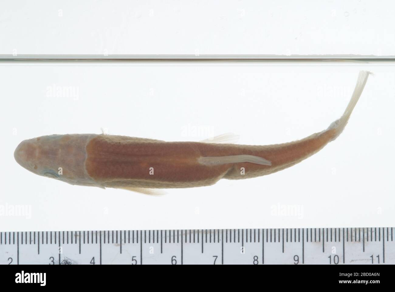 Nocobis nebracensis. Pharyngeale Knochen-Nr 2661. 2 Bögen, 3 Alch. Technische Daten, Typstatus bestätigt von z. B. gilbert, 1985. 003 Exemplare, die zuvor in Ledger.Pharyngeal Teeth, 2 Bögen, in Osteo Type CollectionPharyngeal Jaw aufgeführt wurden; 2 Stücke in Osteo Type Collection aufbewahrt.18 Aug 20175 Nocobis nebracensis Stockfoto