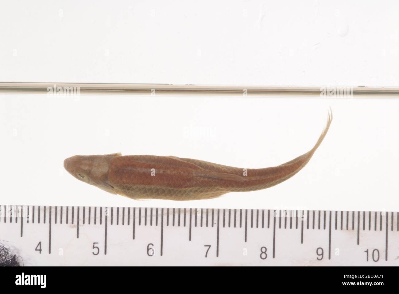 Monayana proserpina. Pharyngeales Knochenskelett #2702 1 Bogen. Typstatus bestätigt durch ca. gilbert, 1985.Pharyngeale Zähne, 1 Bogen, in Osteo Typ CollectionPharyngeal Kiefer; 1 Stück in Osteo Type Collection aufbewahrt.11 Apr 201710 Monayana proserpina Stockfoto