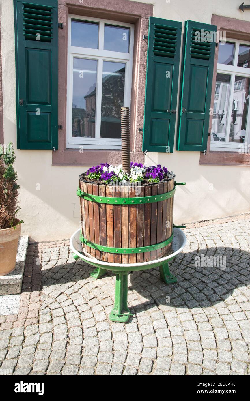 Lila Blumen in großen Holztopf in der Nähe Haus mit alten Stil Fenster. Wunderschöne Straßendekoration in der Sonne Frühlingstag. Stockfoto